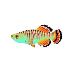 Neon Tiger Kilifish